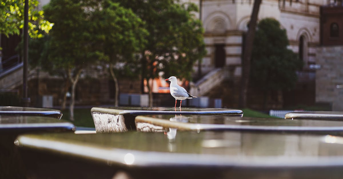 Case Studies of Building Code Compliance in Adelaide's Commercial Sector