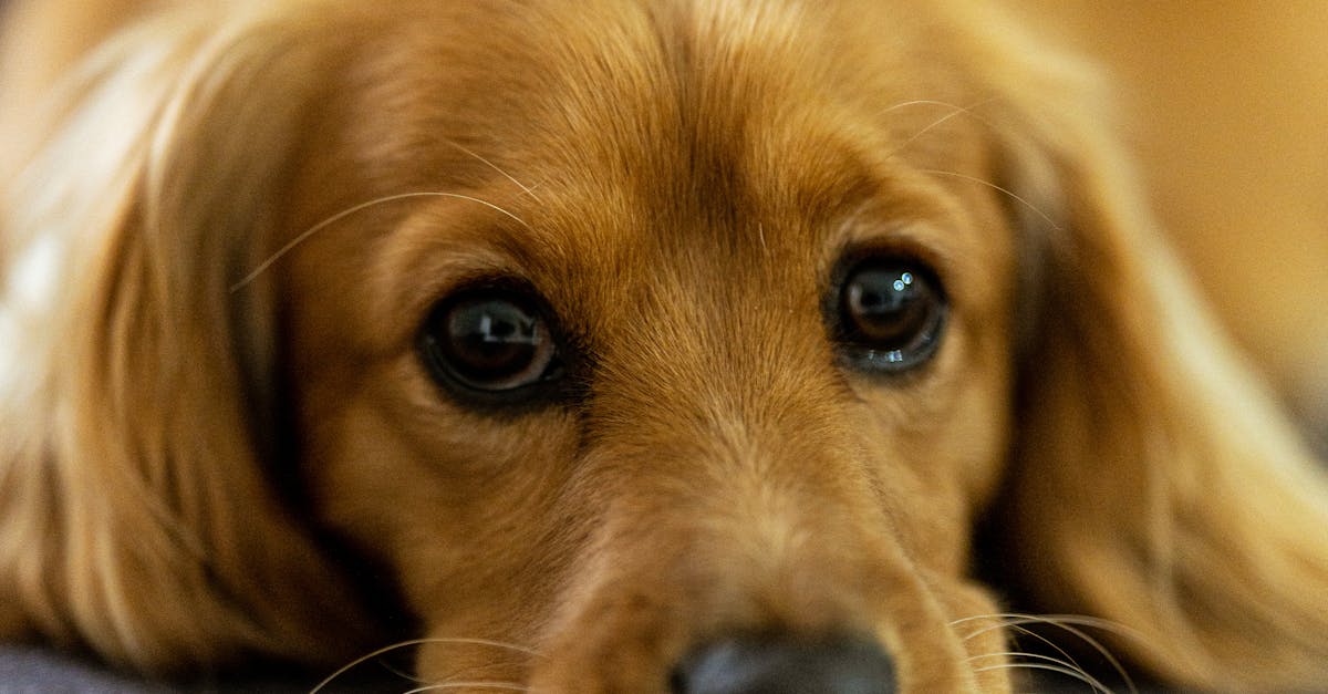 The Role of Smart Meters in Enhancing Business Energy Management