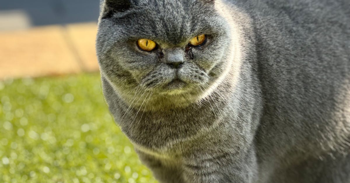 Understanding Environmental Regulations for Electricians in Adelaide